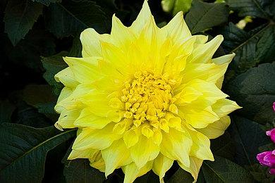 动画改编手游《魔法少女小圆 Magia Exedra》Steam页面 今年上线